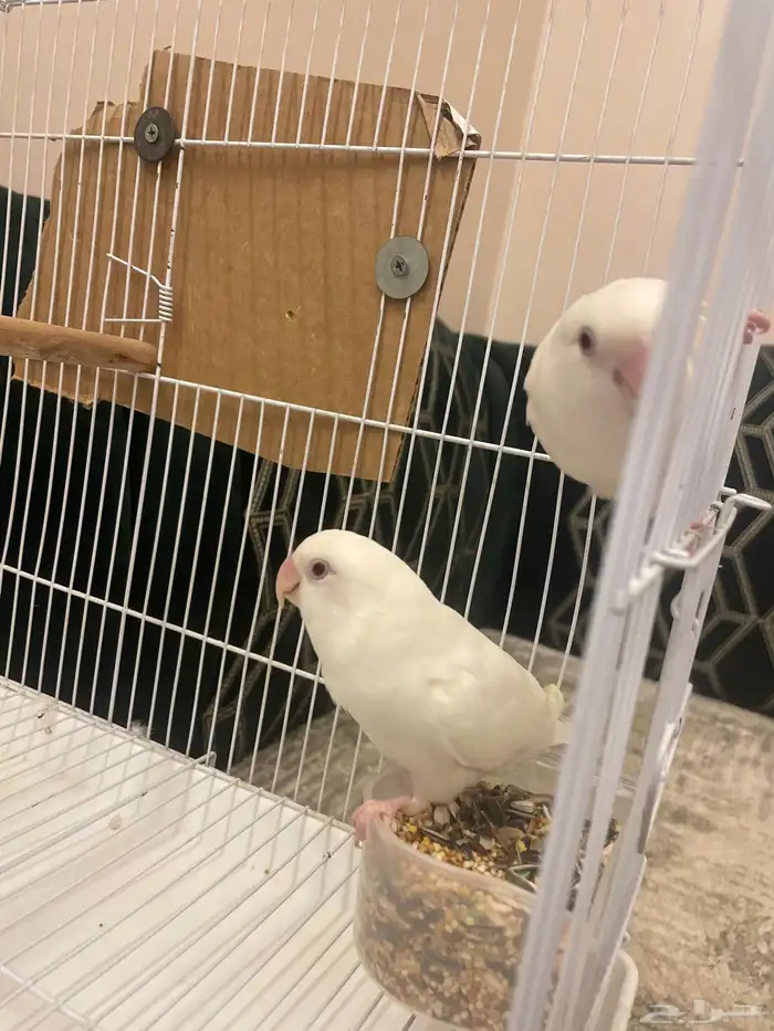 زوج روز البينو عيون حمر اليف منتج 2