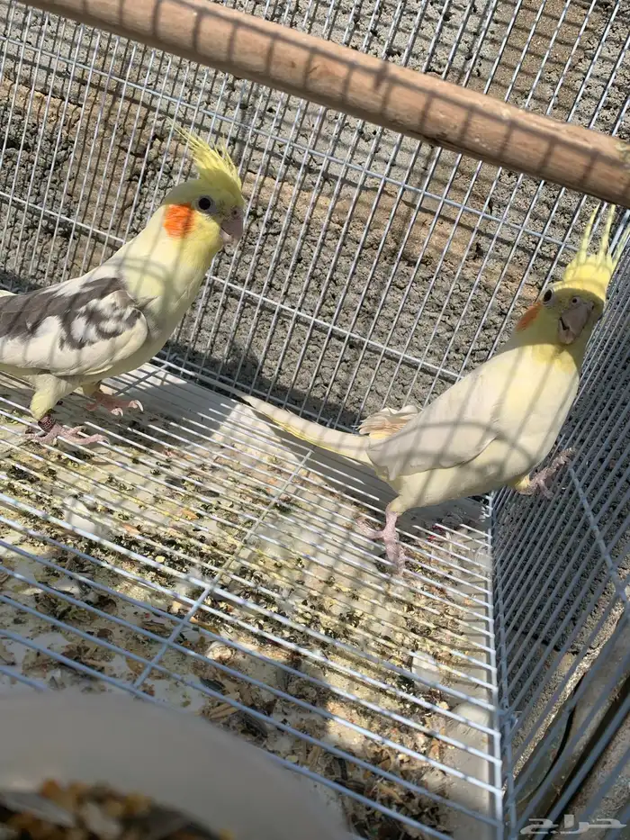 كروان أو كوكتيل للبيع 7