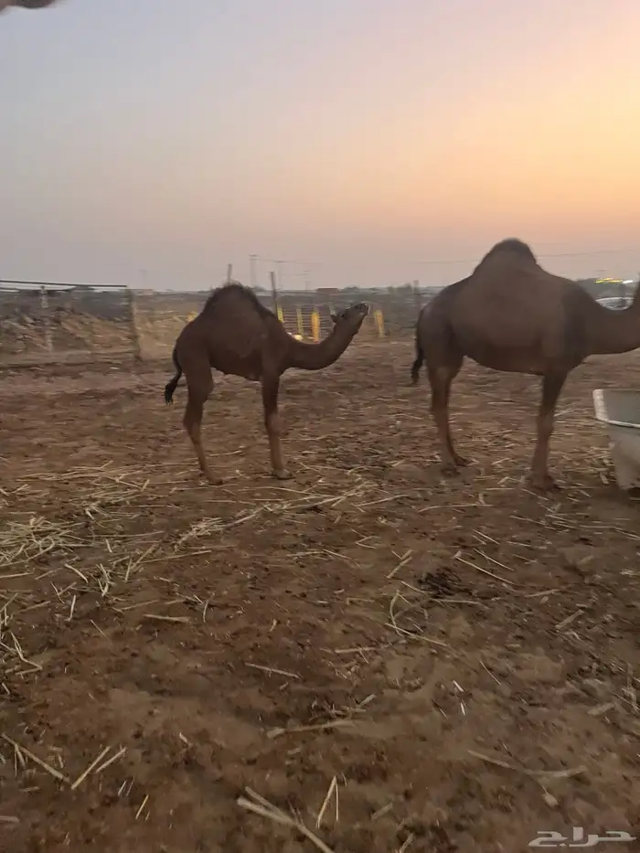 قعود مشروع فحل للبيع 3