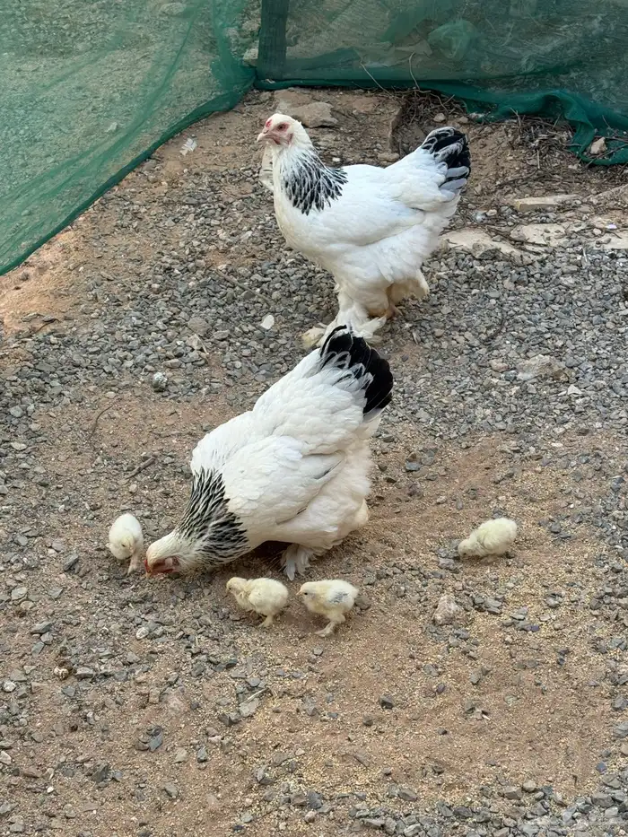 دجاج براهما 0