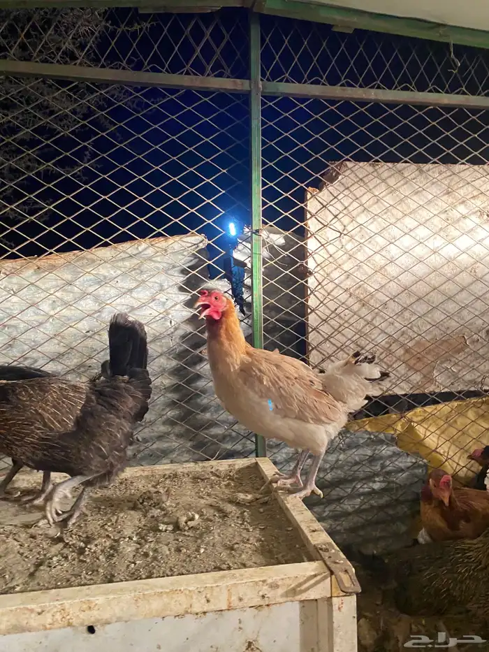 دجاج بلدي بياض وحضان شرط 8