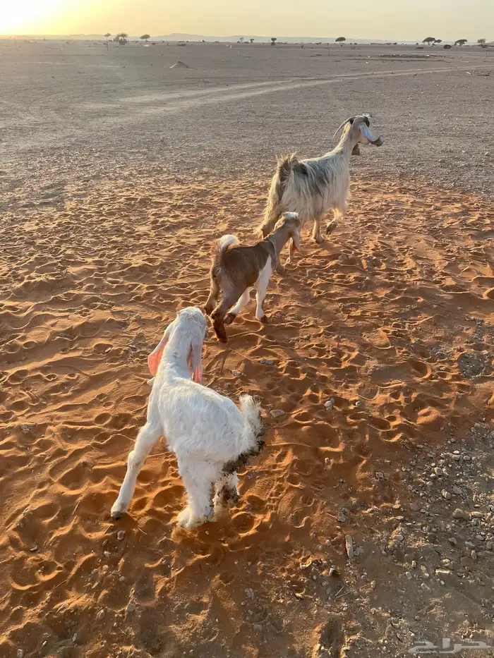 معزا متابيع 18