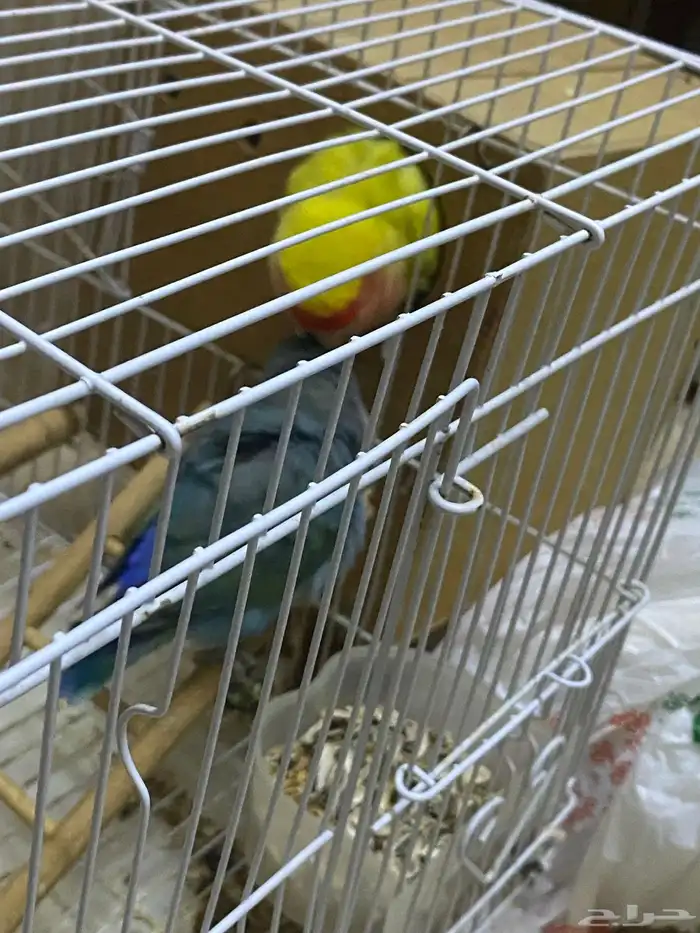 طيور روز زوج الليفه 2