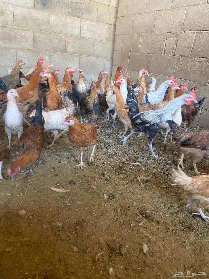 دجاج للبيع 2