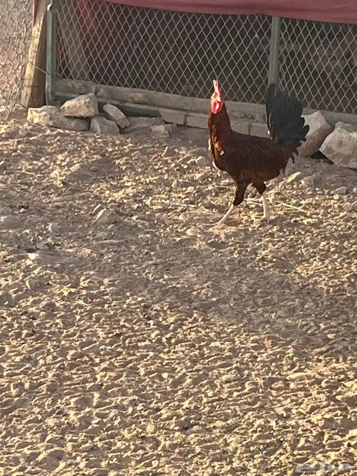 ديك بلدي العدد 4 البيع في جمله 2