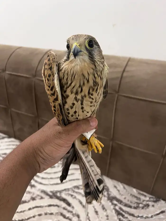 للبيع باشق 3