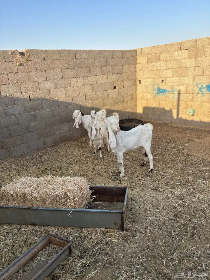 للبيع معزا مواليد عدد ثنتين كل وحده تحتها جفره 4