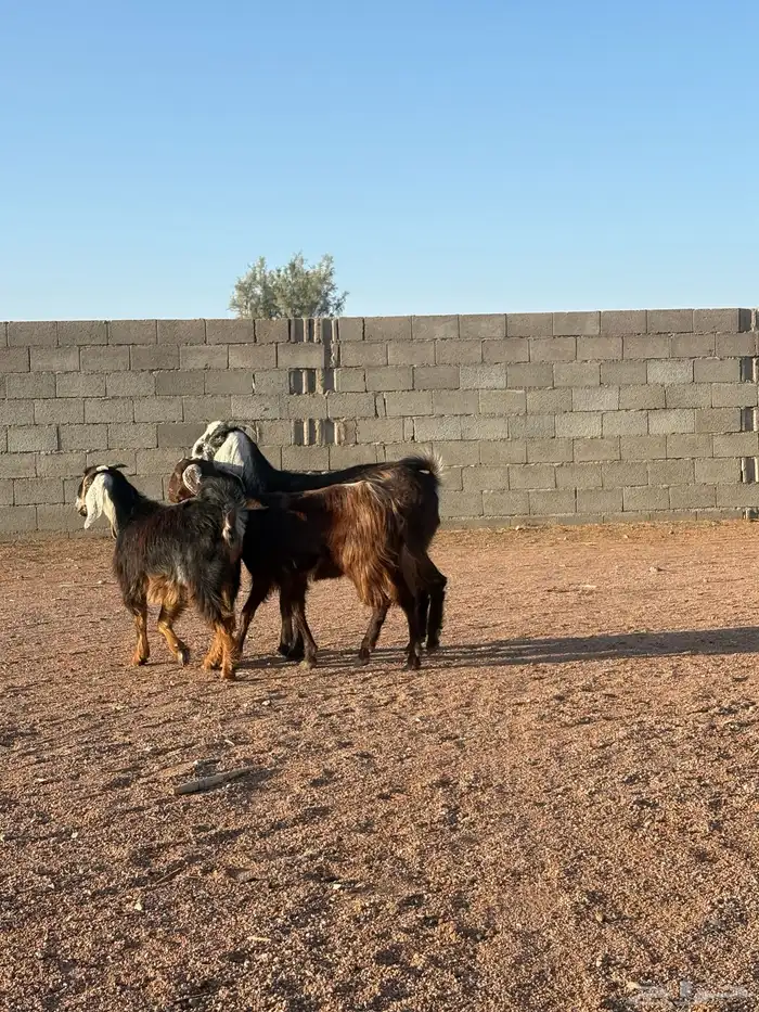 جفارات طيبه 2