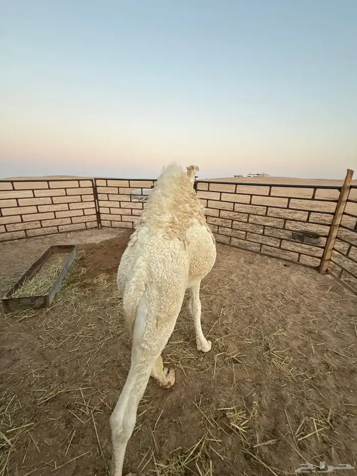 حاشي طيب فل 2