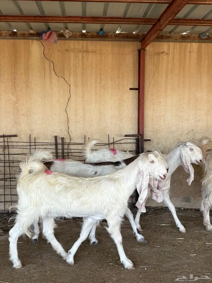 للبيع ماعز بيض دفيع 8