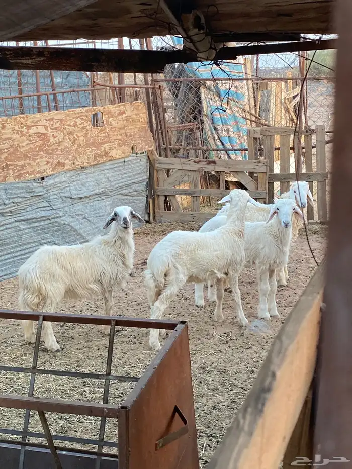 رخال وخروف طيبات ذبايح 0