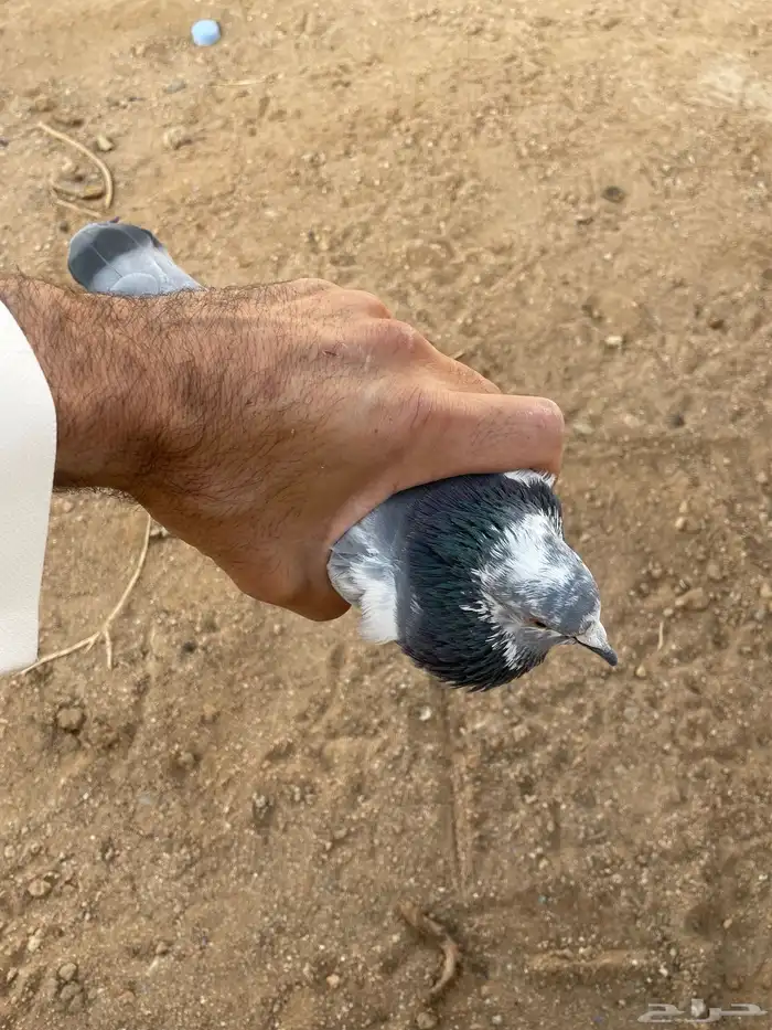 حمام شفرات شامي 8