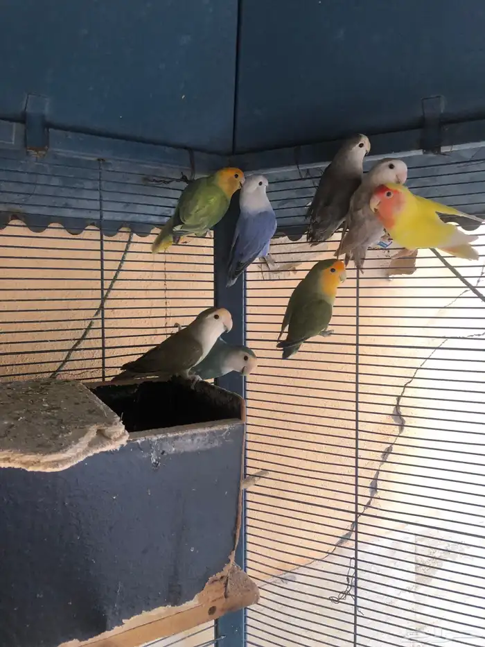 طيور روز للبيع 1