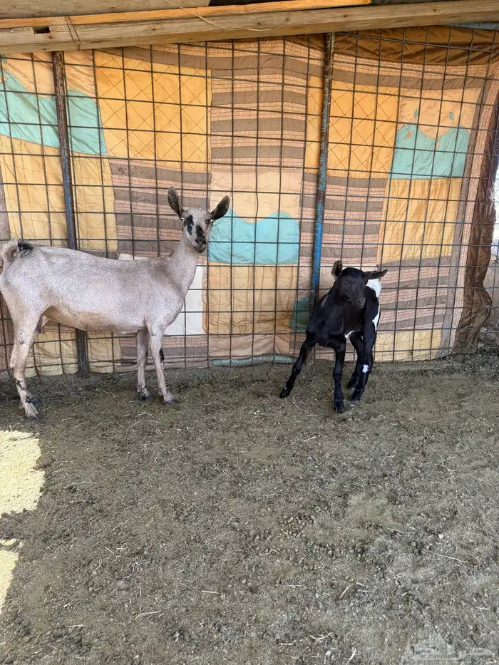 العدد 2 معزاء وحده رباع ووحده سدس ريم الحد من 1150 للوحده 2