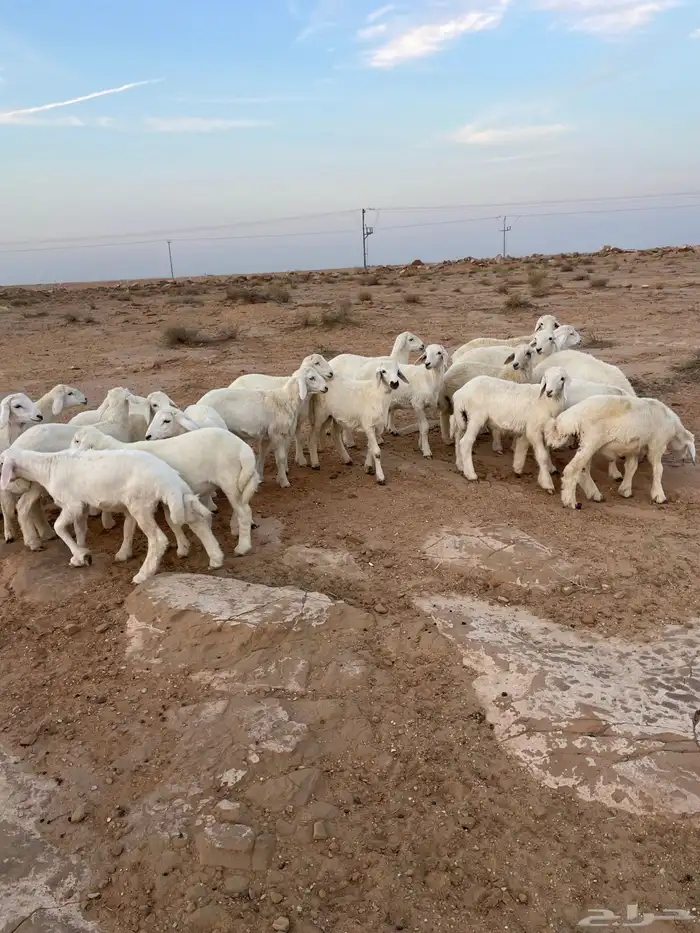 بهم حري مراح واحد 9