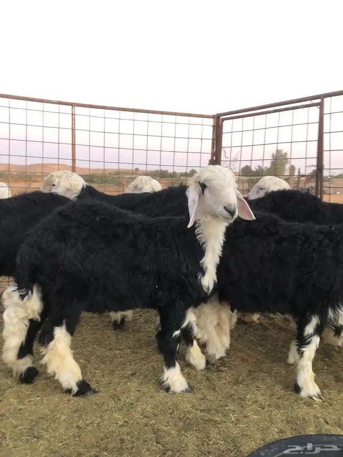 خرفان نجد ذبح 5