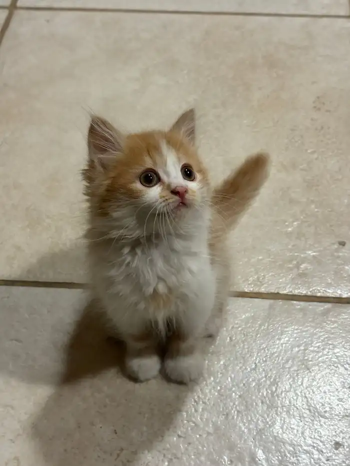 كيتن للبيع 2