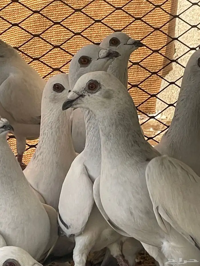 حمام شفرات شامي 2