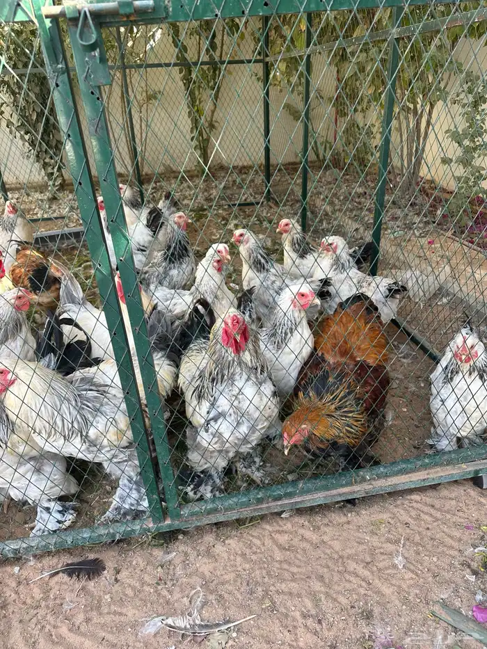 دجاج بلدي ودجاج براهما كلومبي وشبوك دجاج 3 2 وخزان ماء 11