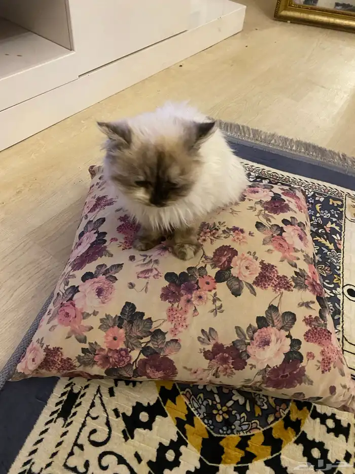 قطه هيمالايا للتبني 5 شهور انثي 0