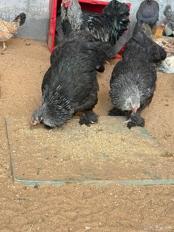 دجاج امريكي للبيع ودجاج بلدي للبيع 4