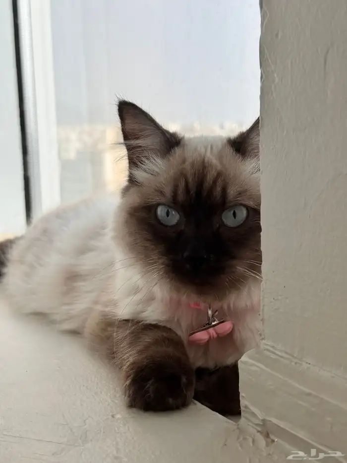 قطة هملايا للتبني 2