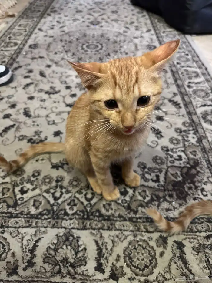 بسمالله الرحمن الرحيم ثلالث قطط للتبني ذكرين و أنثى 2