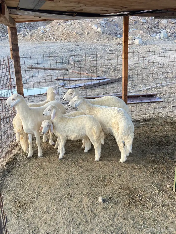 طليان ذبايح للبيع 1