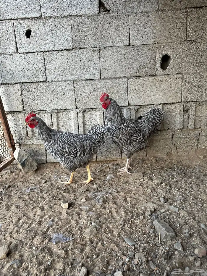 ديوك امروك صافي شرط 2