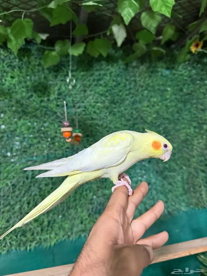 كروان اليف وهدد شي فاخر  تم البيع 3