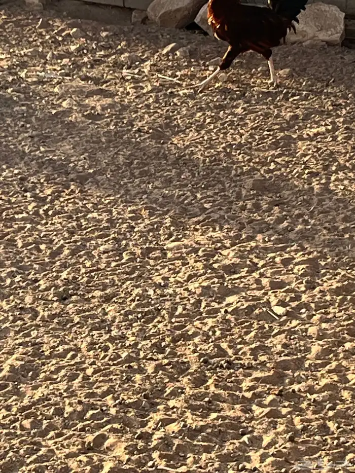 ديك بلدي العدد 4 البيع في جمله 0