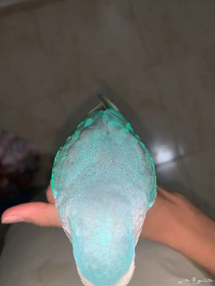 السلام عليكم اليوم عارض روز هدد داخلي روز ما شاء الله لعوب 2