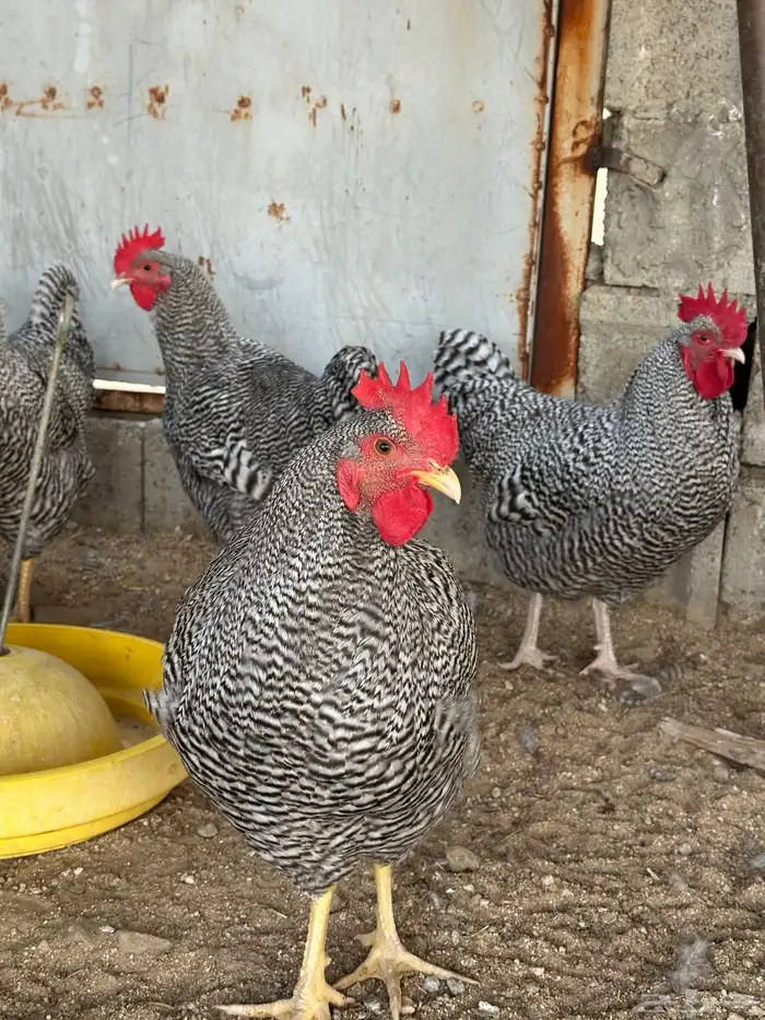 ديوك امروك صافي شرط 0