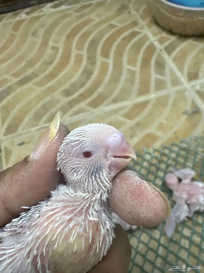 فروخ كروان وفروخ بادجي تحت الغر 2