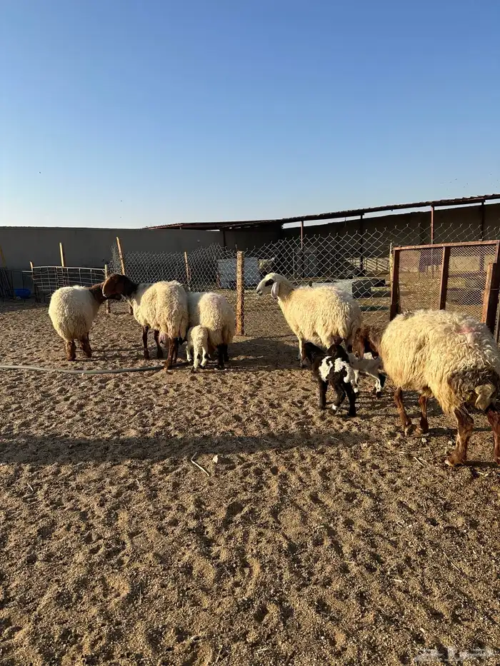 مطافيل انعيم طيبه اللبيع 12