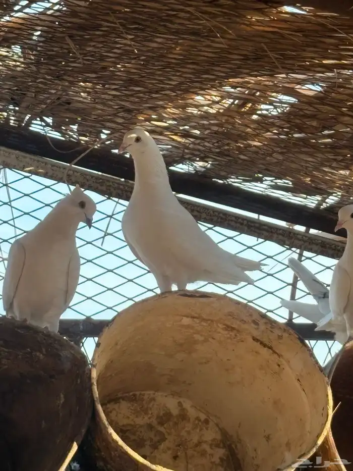 حمام بكستاني شتري عيون سود وشوي بيض 0