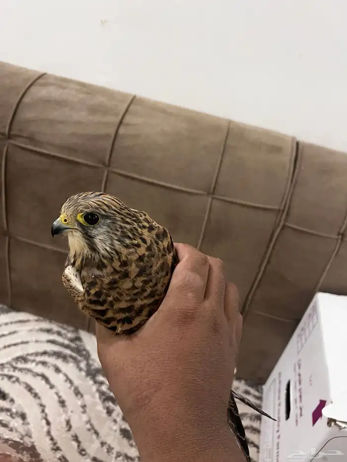 للبيع باشق 5