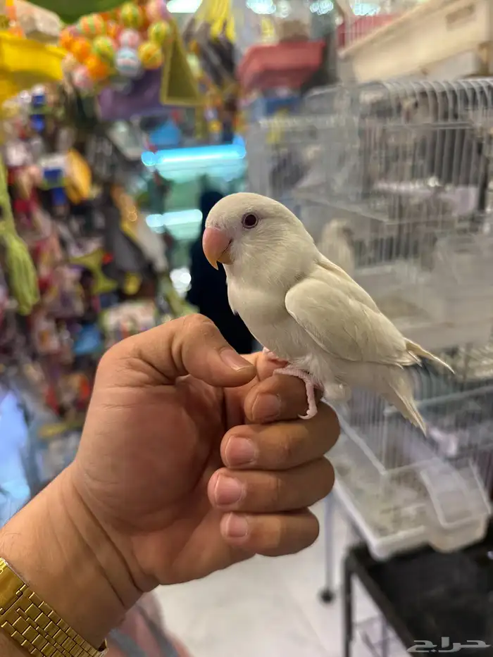 روز اليف هدد 2