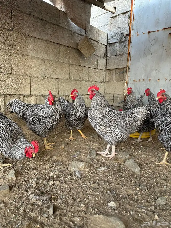 ديوك امروك صافي شرط 3