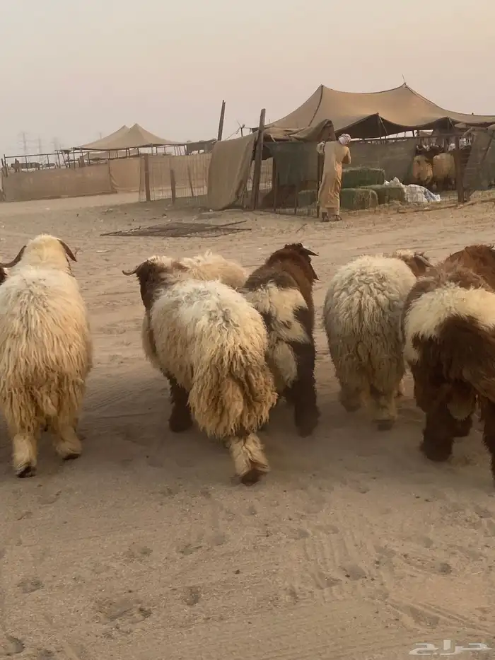 طليان نعيمي فواخر 2