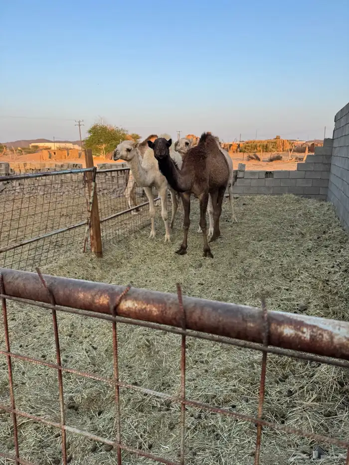 قعود وبكرتين البيع 8