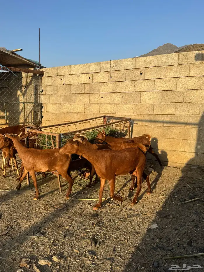 غنم دهم مع الفحل العدد 7 1