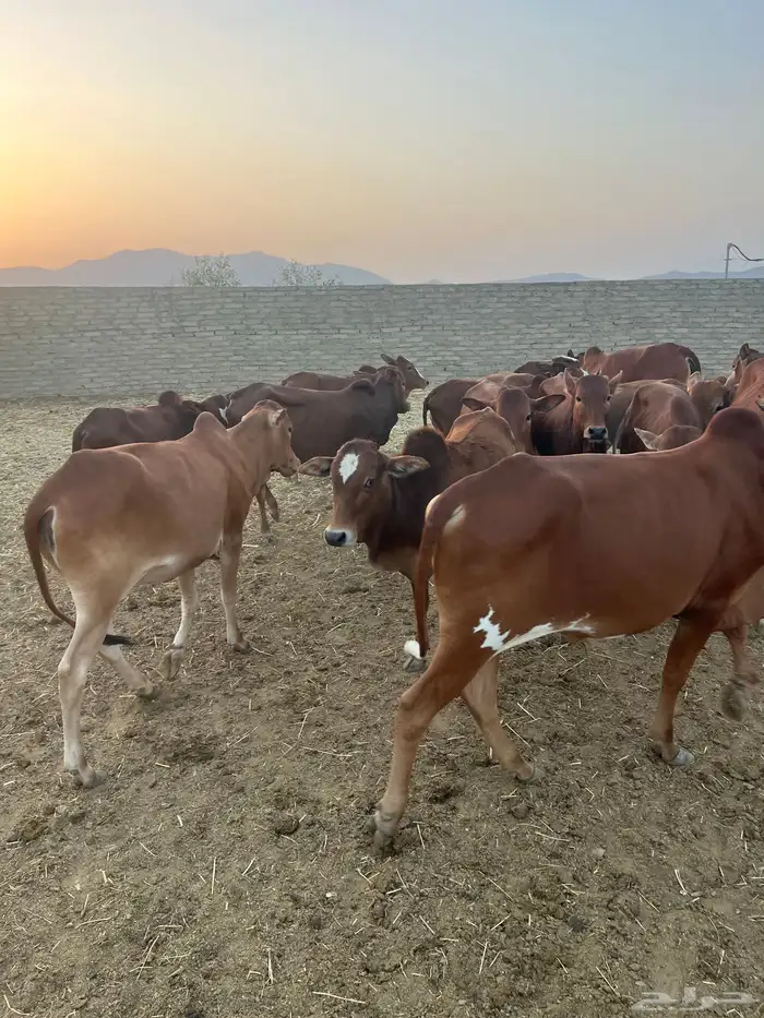 حسلان بلدي للبيع 5