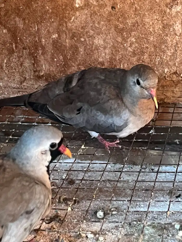 جوز يمام البالوم المقنع طويل الذيل 1