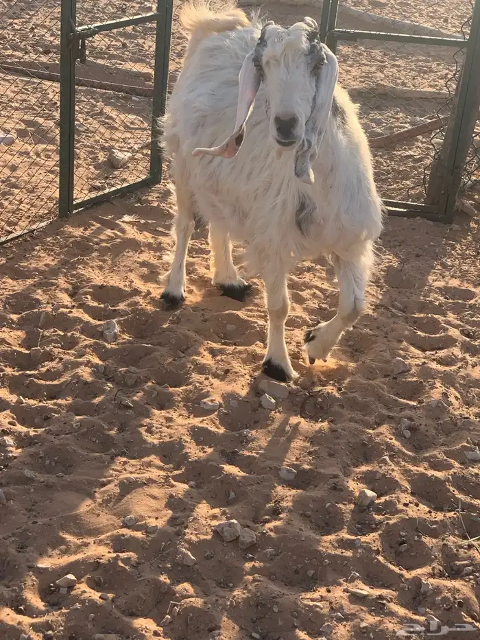 معزاء دفيع 2