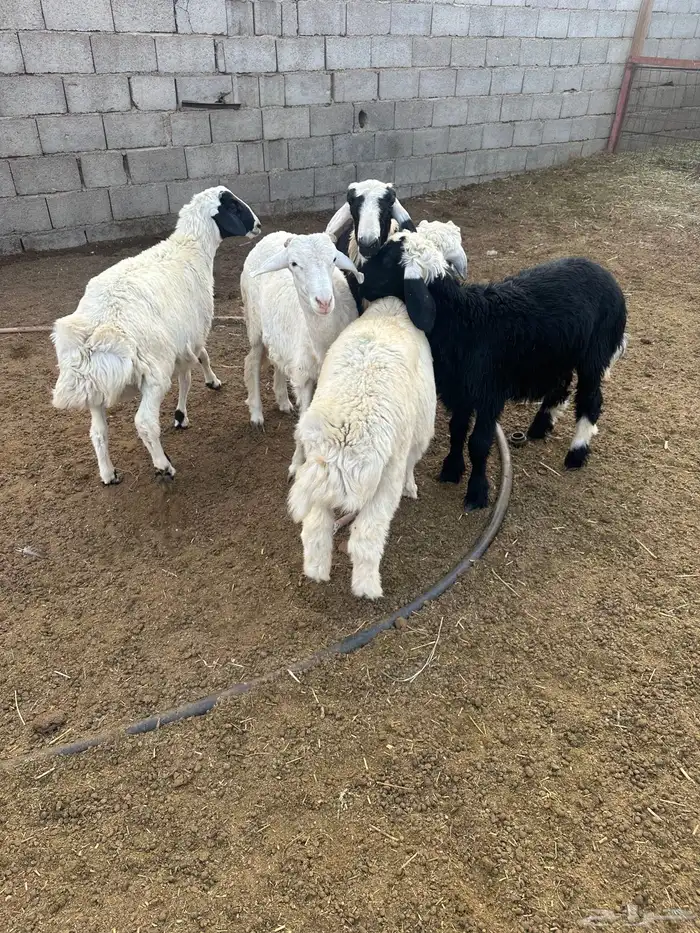 أغنام للبيع 0
