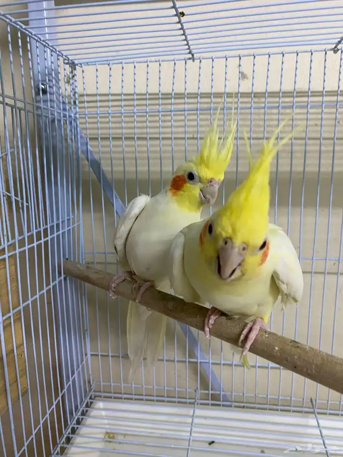 جوز كروان لاتينو تحته بيضه 1