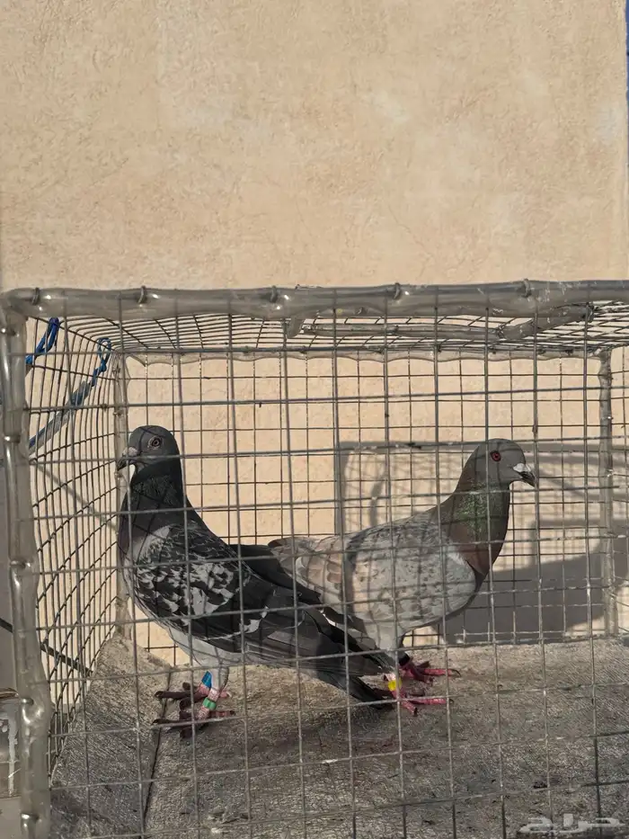 زوج حمام زاجل شرط. 0