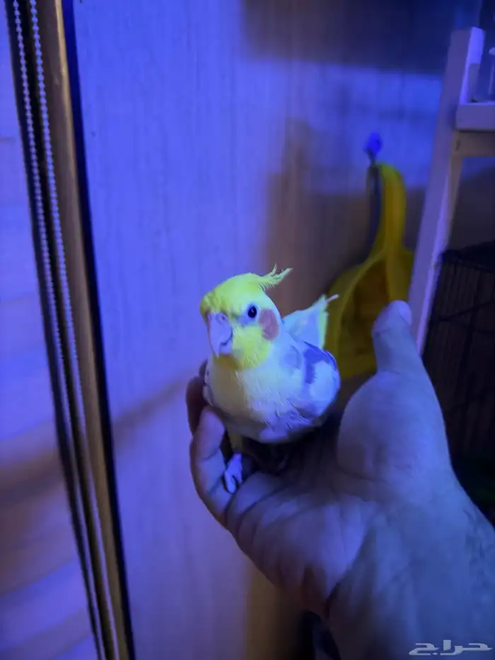 للبيع - كروان متكلم وأليف 4