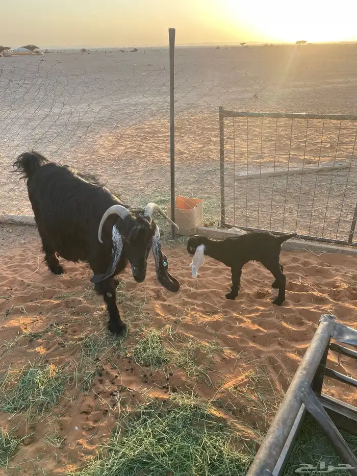 معزا متابيع 9